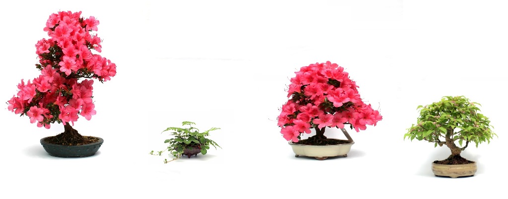 nonapi orchidea virag es viragzo bonsai vasarlas rendeles a marczika kerteszet webaruhaz kinalatabol nonap